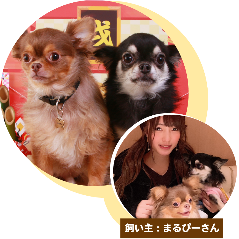 ふわっちでまるぴーさんのプロフィールを見る