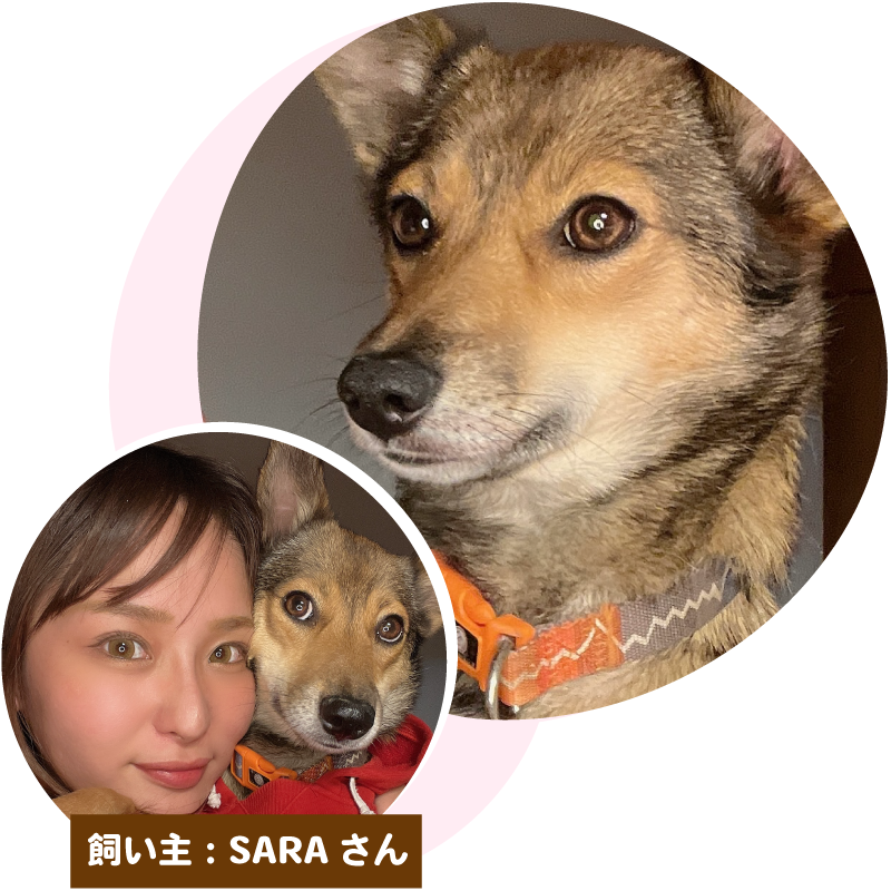 ふわっちでSARAさんのプロフィールを見る